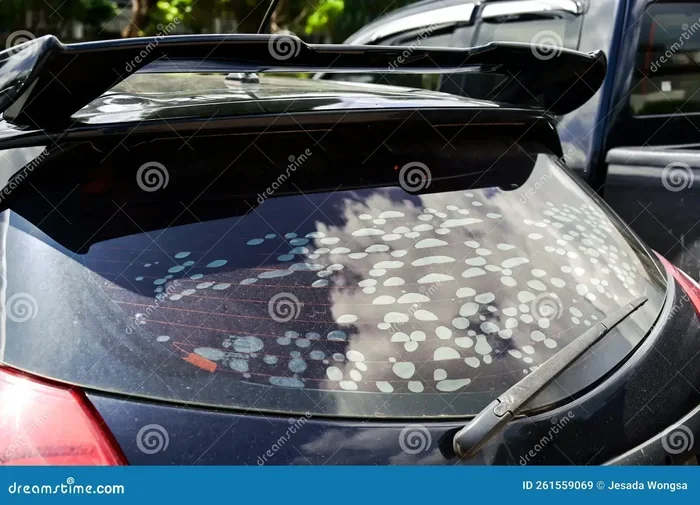 Damaged Auto Tint: Common Causes and Proven Solutions